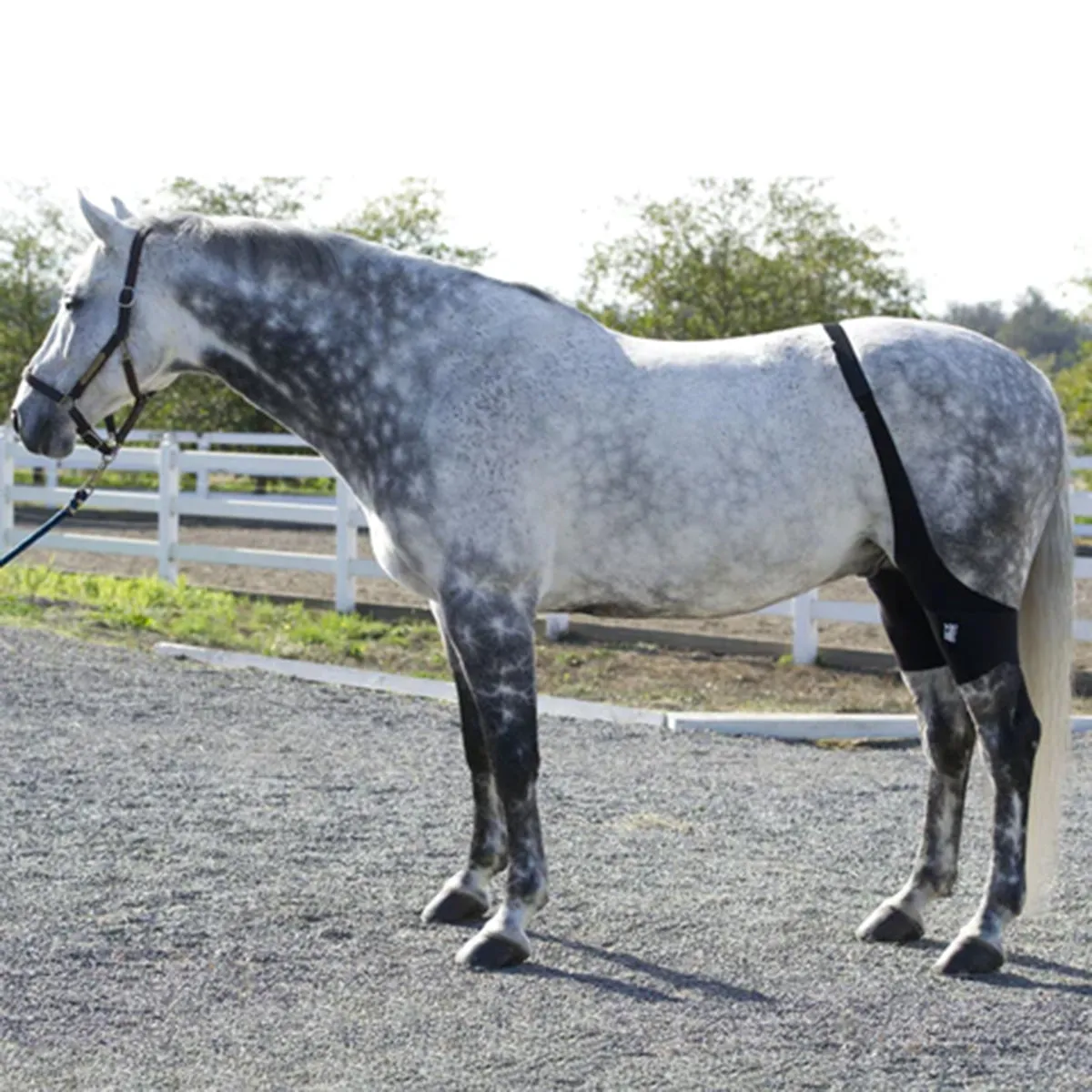 Ice Horse Stifle Wrap
